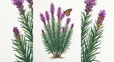 Dwarf Blazing Star (Liatris microcephala), colorful illustration