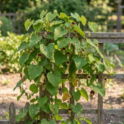Dutchman's Pipe (Aristolochia macrophylla (durior))