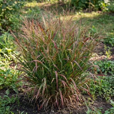 Shenandoah Switchgrass (Panicum virgatum 'Shenandoah')