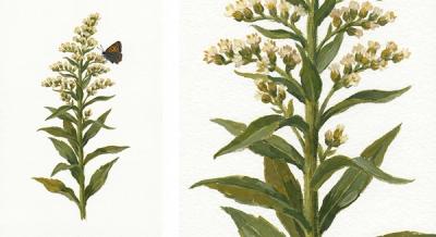 Silverrod (Solidago bicolor), colorful illustration