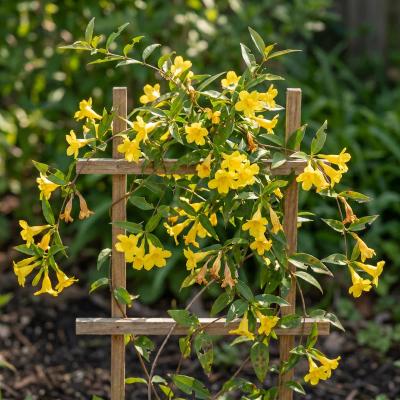 Carolina Jessamine (Gelsemium sempervirens)
