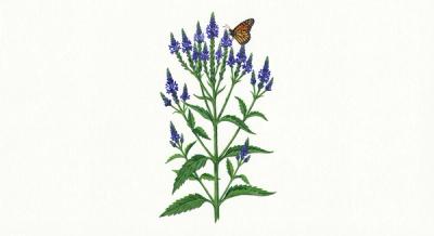 Blue Vervain (Verbena hastata), colorful illustration