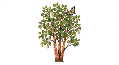 River Birch (Betula nigra), colorful illustration
