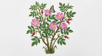 Virginia Rose (Rosa virginiana), colorful illustration