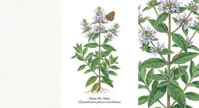 Hairy Mountain Mint (Pycnanthemum pilosum verticillatum), colorful illustration