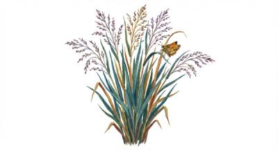 Northwind Switchgrass (Panicum virgatum 'Northwind'), colorful illustration