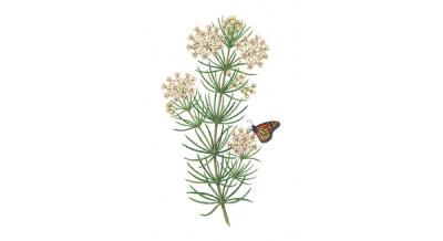 White Whorled Milkweed (Asclepias verticillata), colorful illustration