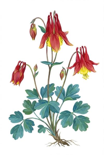 Dwarf Columbine 'Little Lanterns' (Aquilegia canadensis 'Little Lanterns')