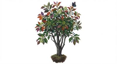 Black Gum (Nyssa sylvatica), colorful illustration