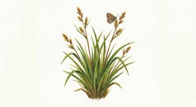 Eastern Wood Sedge (Carex blanda), colorful illustration