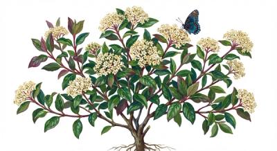 Winterthur Viburnum (Viburnum nudum 'Winterthur'), colorful illustration