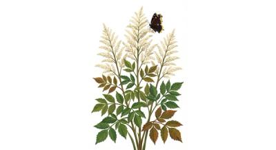 Goatsbeard (Aruncus dioicus), colorful illustration
