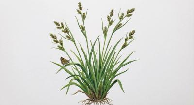 Leaven's Sedge (Carex leavenworthii), colorful illustration
