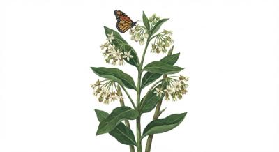 White Poke Milkweed (Asclepias exaltata), colorful illustration