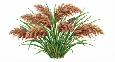 Woolgrass (Scirpus cyperinus), colorful illustration