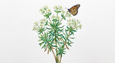 Flowering Spurge (Euphorbia corollata), colorful illustration