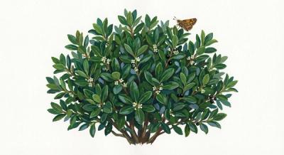 Strongbox Inkberry (Ilex glabra 'Strongbox'), colorful illustration