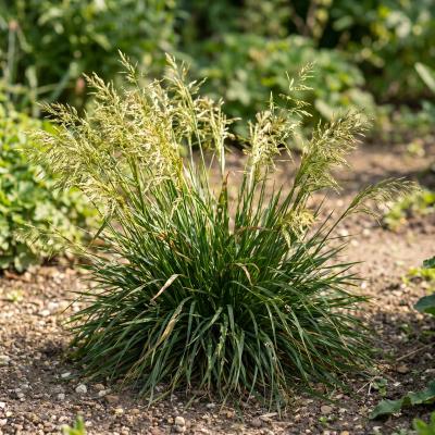 Tufted Hair Grass (Deschampsia caespitosa)