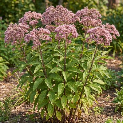 Spotted Joe-Pye Weed (Eutrochium fistulosum)