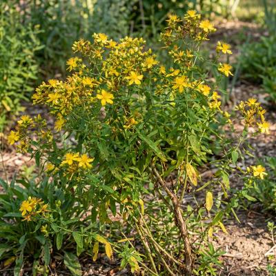 Shrubby St. John's Wort (Hypericum prolificum)