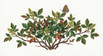 Gro-Low Fragrant Sumac (Rhus aromatica 'Gro-Low'), colorful illustration