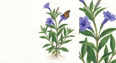 Wild Petunia (Ruellia humilis), colorful illustration