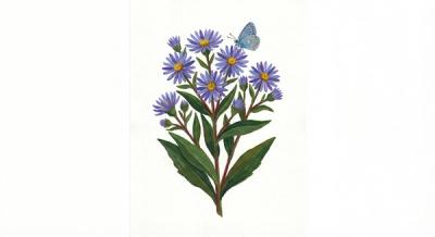 Smooth Aster (Symphyotrichum laeve), colorful illustration