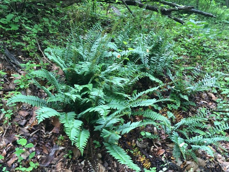 Christmas Fern