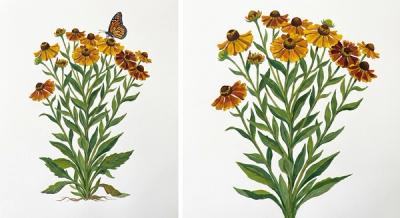 Helen's Flower (Helenium autumnale), colorful illustration