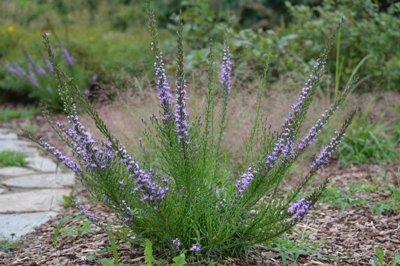 Dwarf Blazing Star