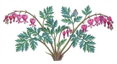 Wild Fringed Bleeding Heart (Dicentra eximia), colorful illustration