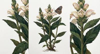 White Turtlehead (Chelone glabra), colorful illustration