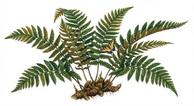 Eastern Woodfern (Dryopteris marginalis), colorful illustration