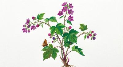 Purple-Flowering Raspberry (Rubus odoratus), colorful illustration