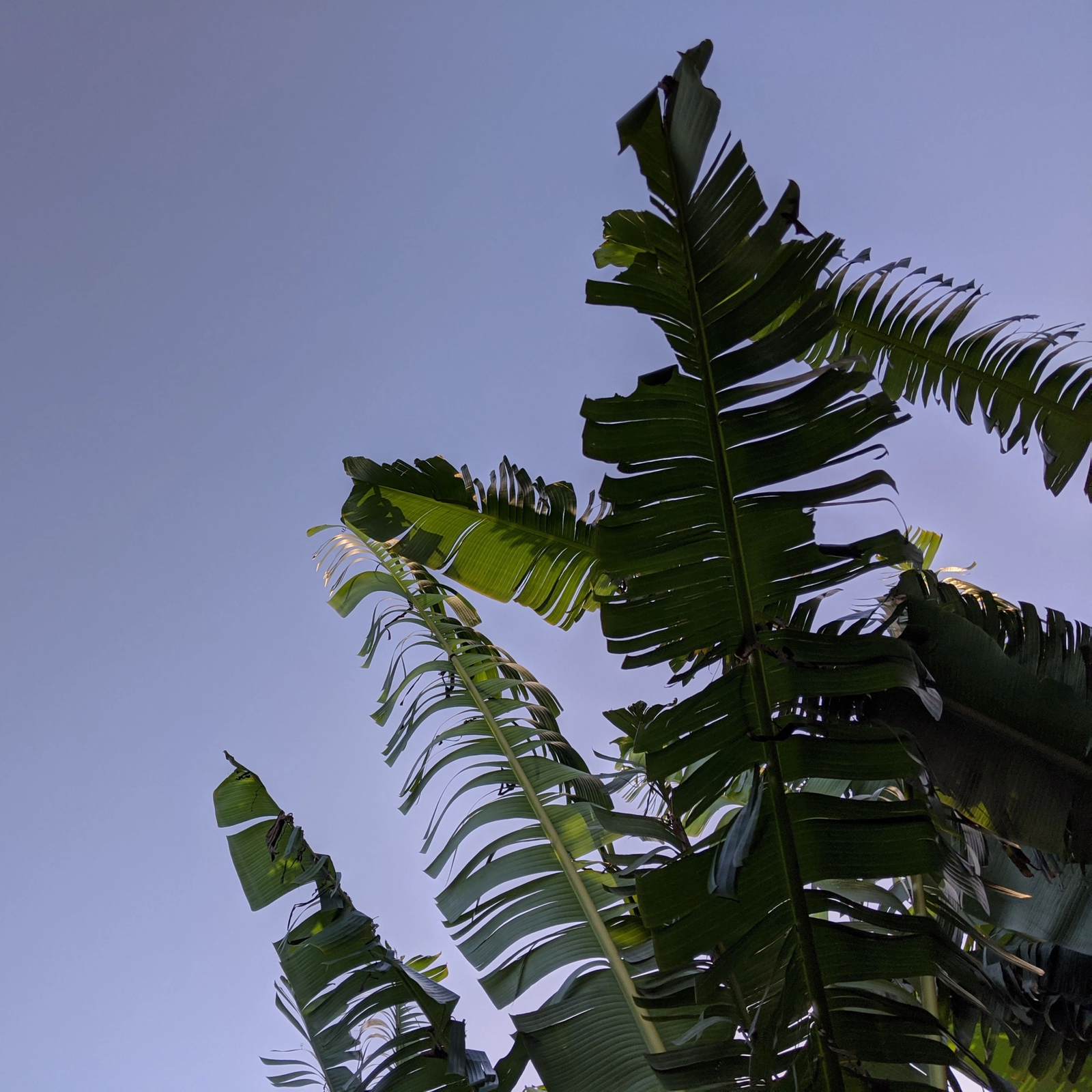 Photo looking up at the leaves of a banana tree.