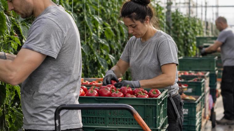 Medewerkers van een kas in Nederland tijdens de oogst van rode paprika’s