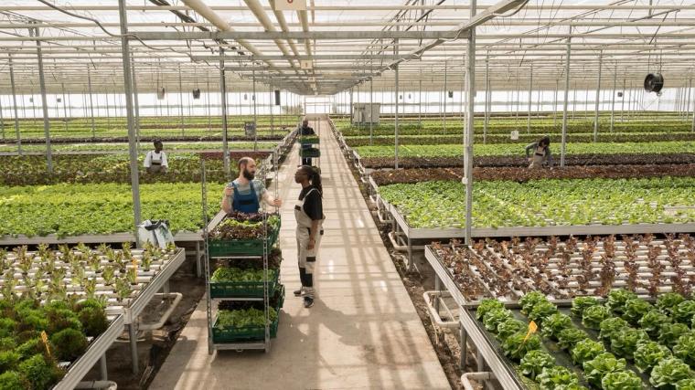Medewerkers van een wervingsbureau in een kas in Nederland die de planten verzorgen
