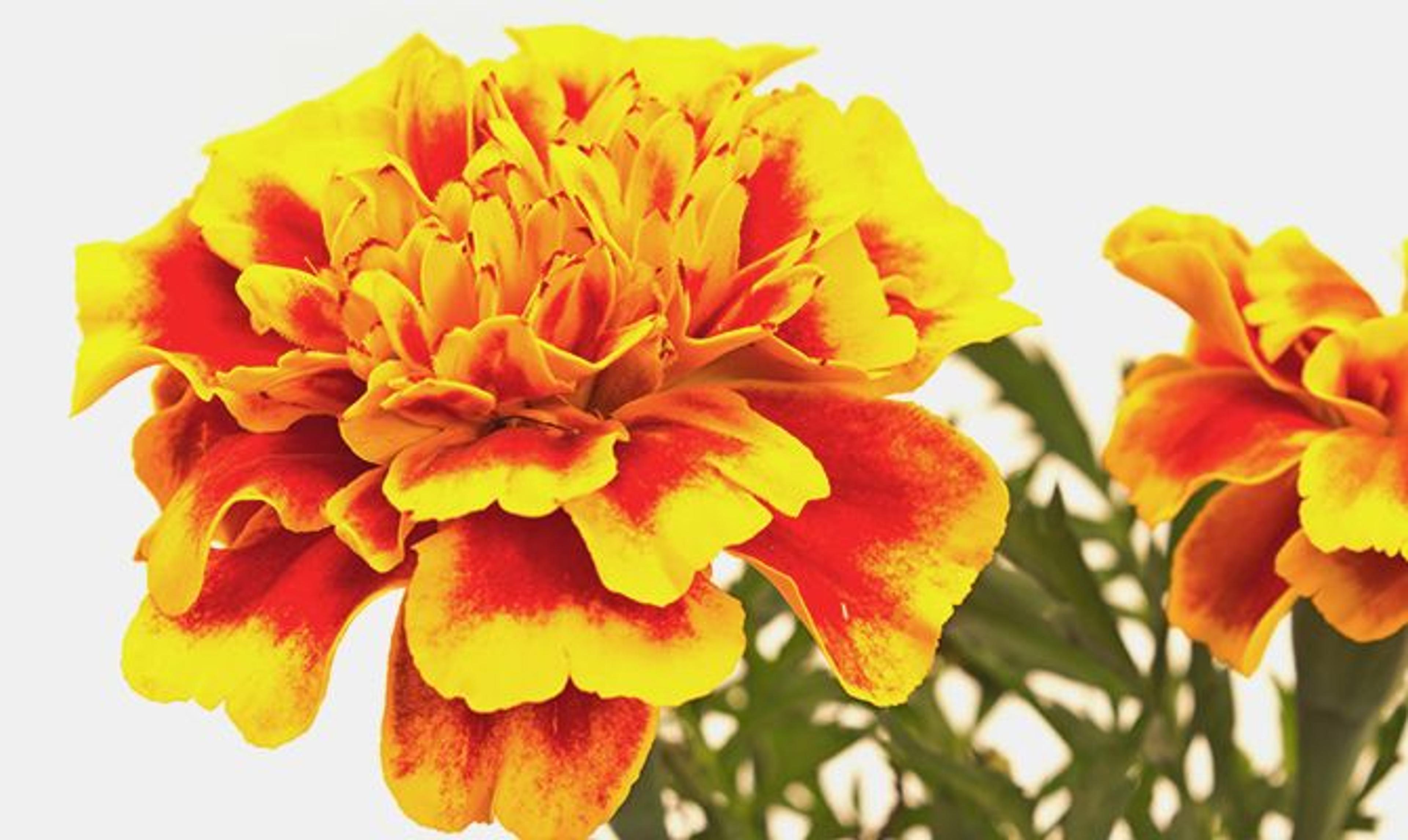 yellow and orange marigold flower on a white background