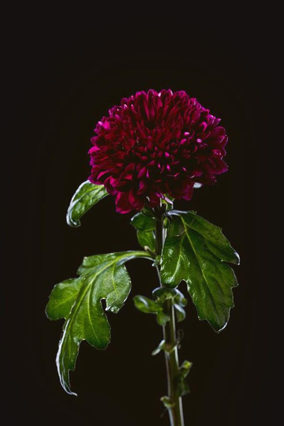 a purple flower with green leaves on a black background