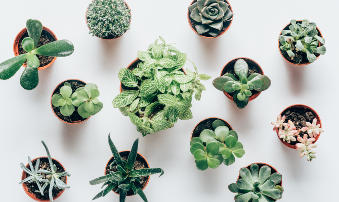 a variety of potted plants on a white surface