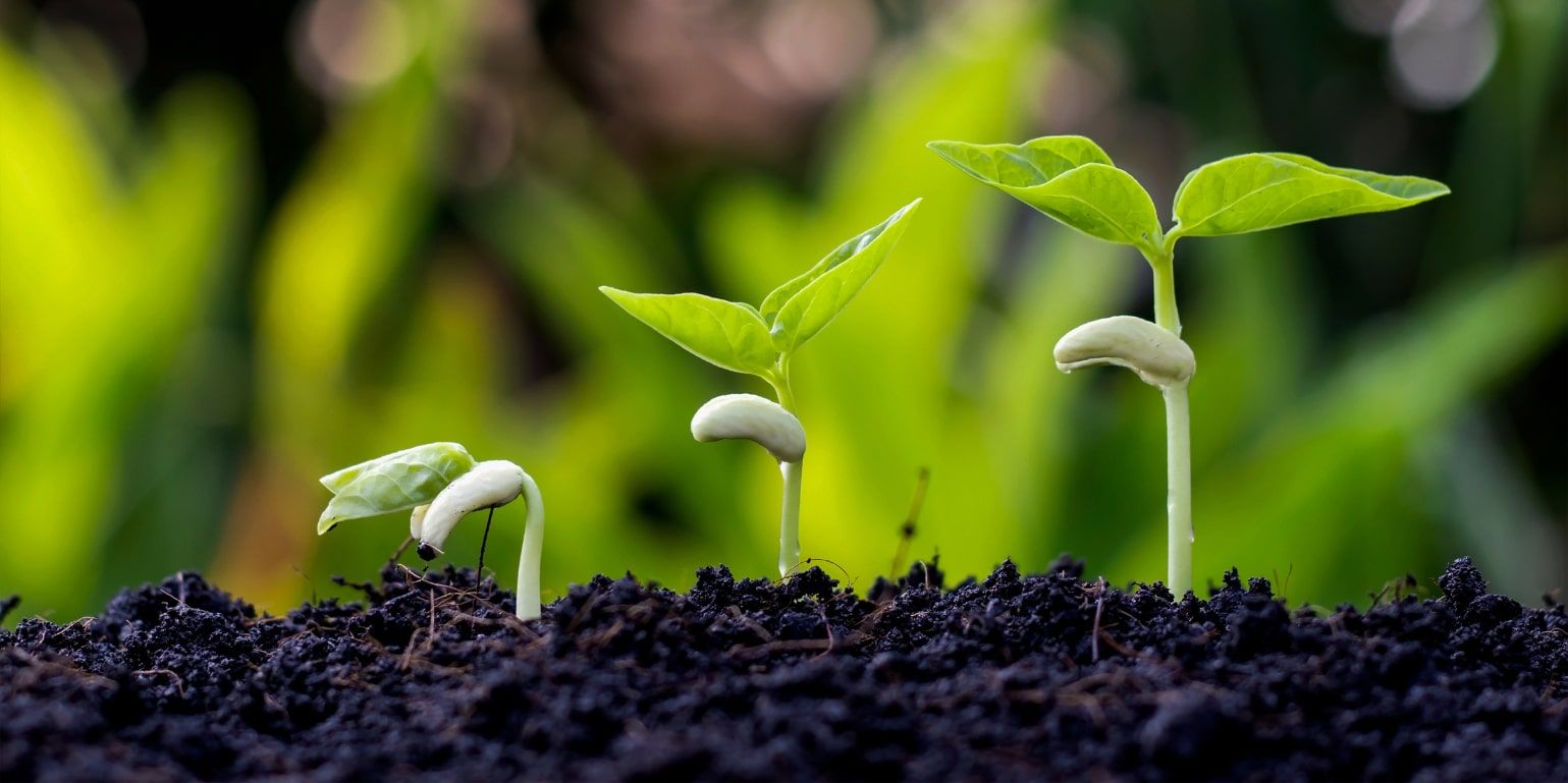 A report from Transalis: 3 steps to a green supply chain