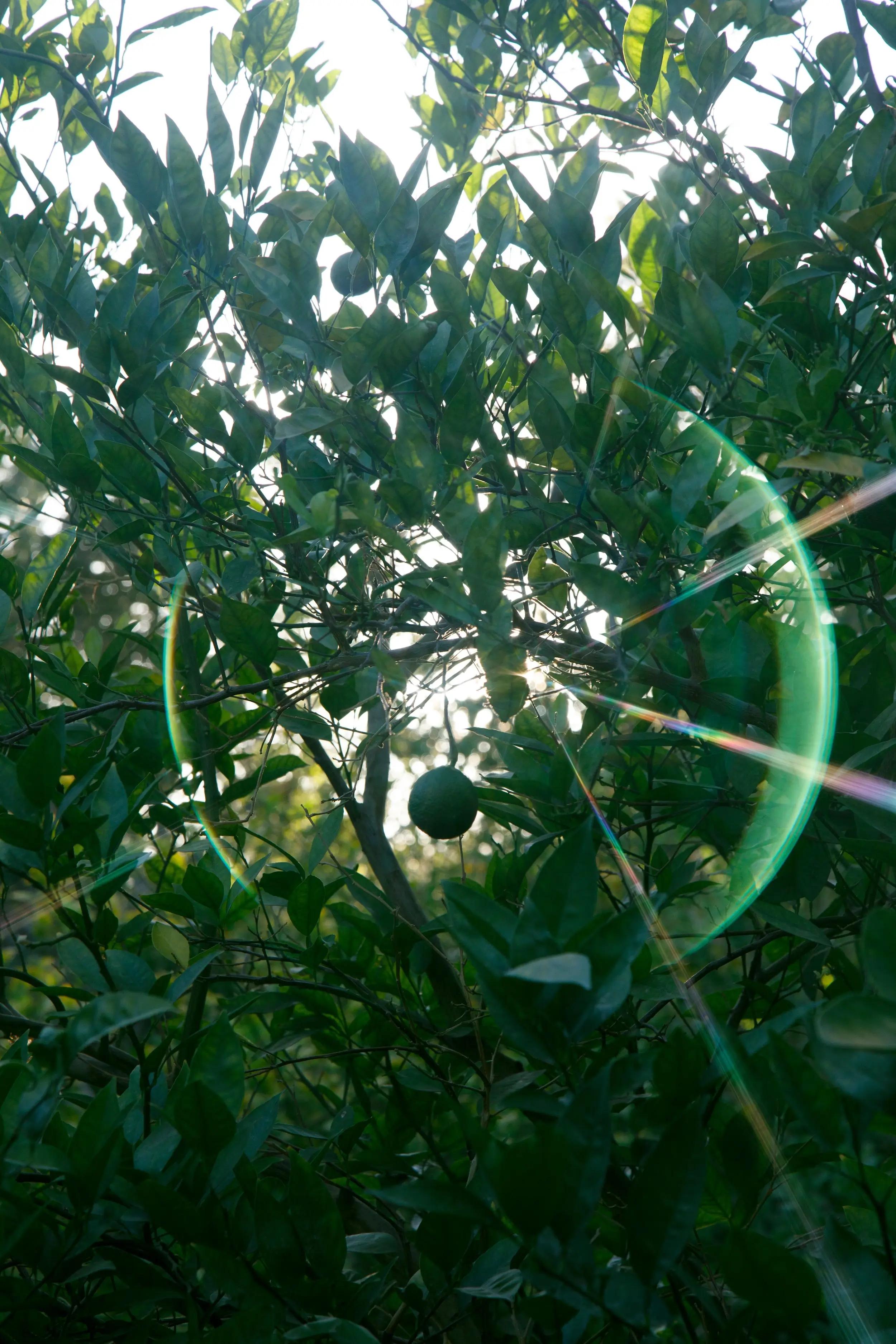 1d6cb4c6d0839f1f649eea973545a404d7522451-4480x6720 (1)