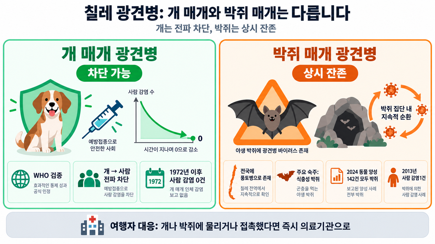 칠레 광견병을 개 매개와 박쥐 매개로 나눠 비교한 도식. 개 매개는 WHO 검증으로 전파가 차단됐고 1972년 이후 사람 감염이 없는 반면, 박쥐 매개는 전국에 풍토병으로 남아 2024년 동물 양성 142건이 모두 박쥐였습니다.