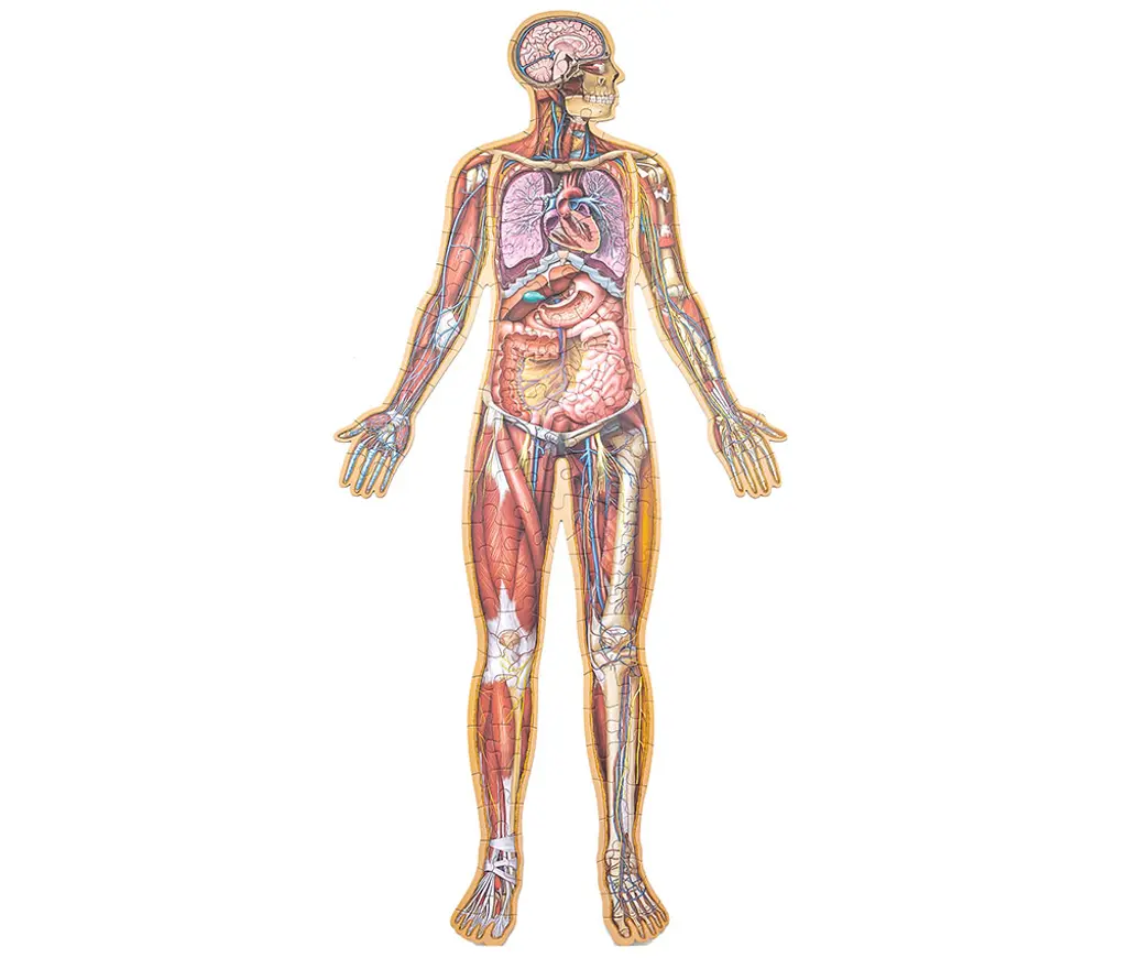 Dr. Livingston JR Human Body Floor Puzzle