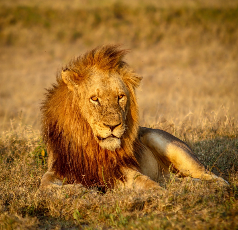 Lion Sabi Sand