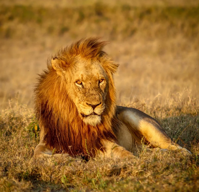 Lion Sabi Sand