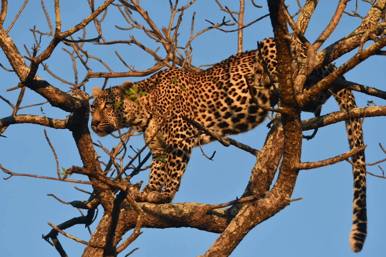 Leopard Climbing Tree Sabi Sand