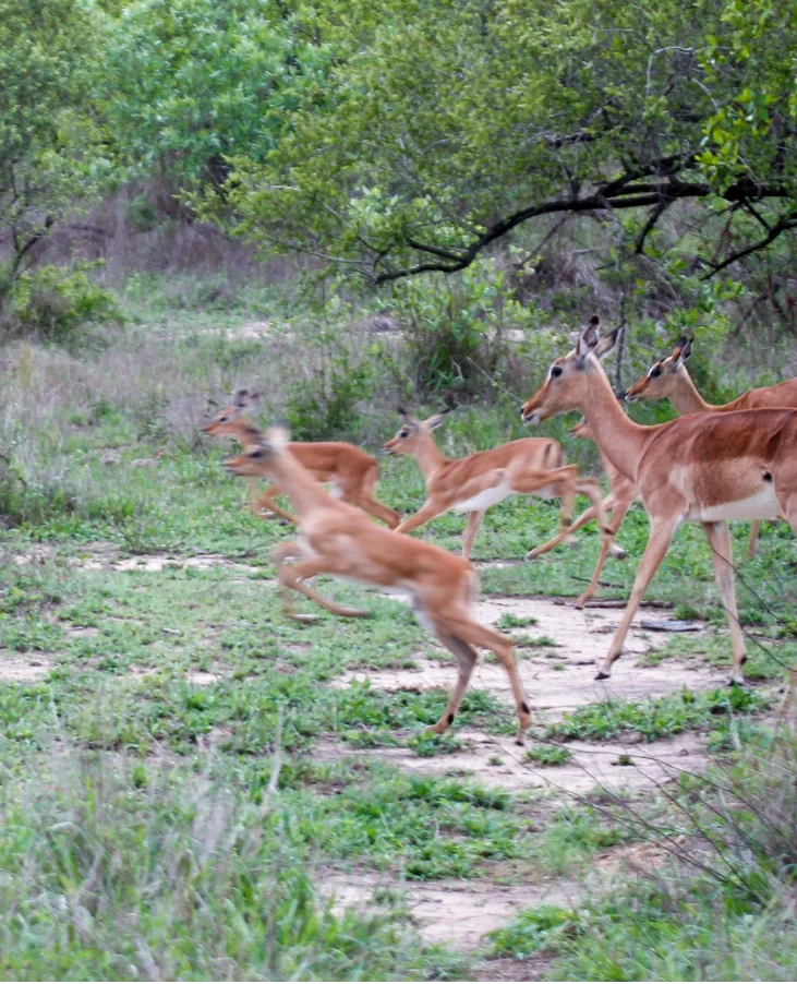 Impala Herd Running Sabi Sand