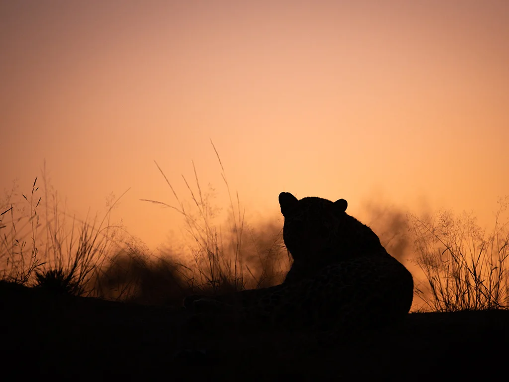 Leopard Silhouette Sunrise