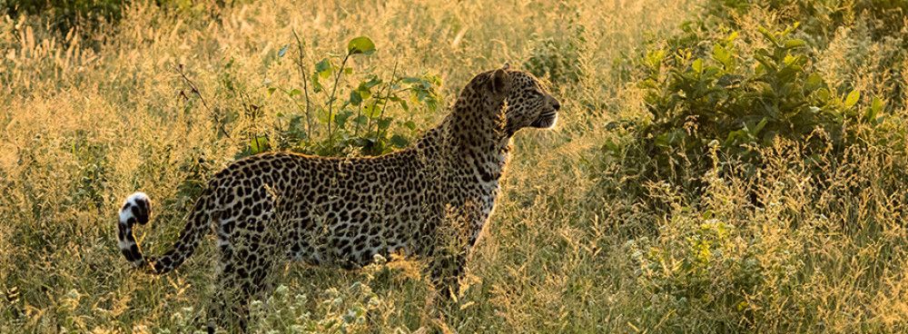 Leopard In Sabi Sand